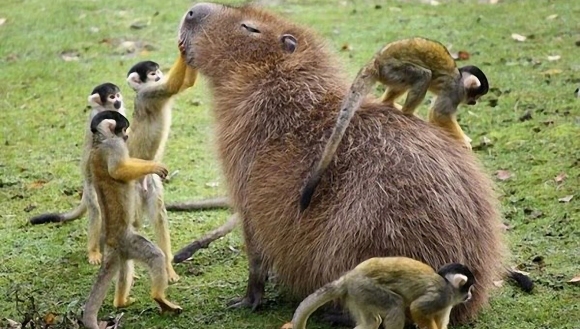 De ce animalele iubesc capibara atât de mult? - Galerie Foto