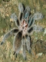 Fascinantele tarantule