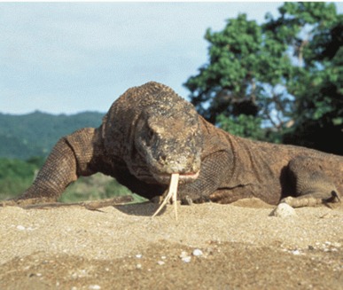 Dragonul de Komodo