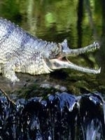 Un new-yorkez a sarit dezbracat in bazinul cu crocodili