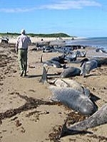 Peste 100 de balene si delfini au esuat in Tasmania