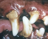 Tartrul, caria, paradontoza la caine