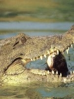 Crocodilii, o noua amenintare la viata supravietuitorilor dezastrului din Oceanul Indian