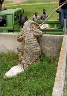 Un crocodil mancator de oameni a fost capturat pe lacul Victoria