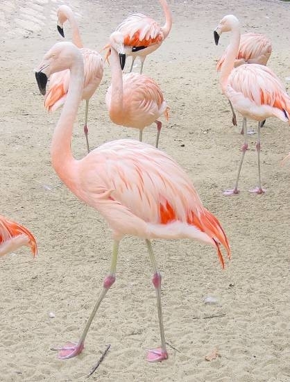 Pasari flamingo furate