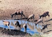 Antilopa tibetana, mascota Jocurilor Olimpice de la Pekin?