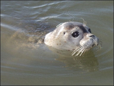 O familie pentru un pui de foca