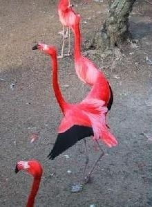 Furtul celor 14 flamingo roz la Zoo Amiens