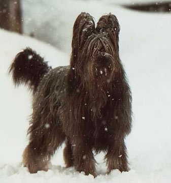 Briard