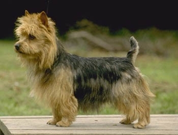 Terrier australian