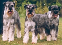 Schnauzer Standard