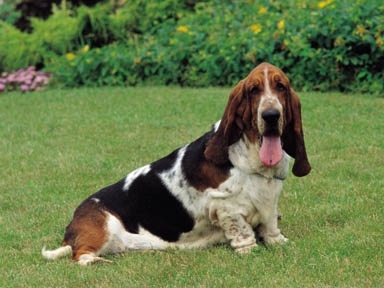 Basset Hound