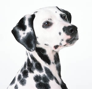 Rasa Dalmatian