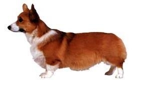 Corgi galez Pembroke