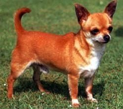 Chihuahua cu par scurt