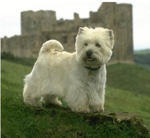 West highland white terrier