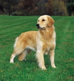 Golden Retriever