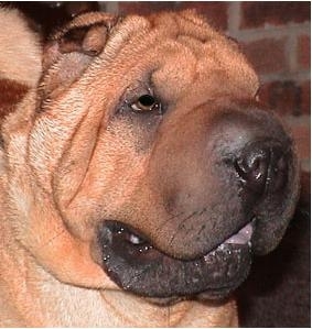 Shar Pei