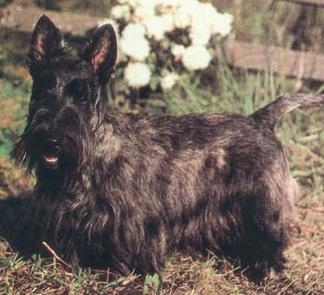 Scottish Terrier