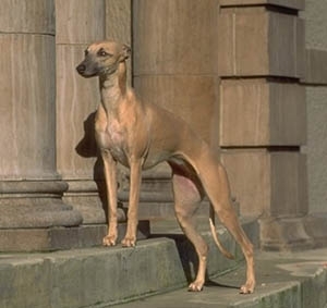 Whippet