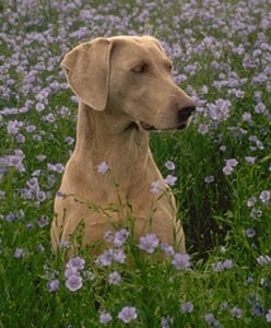 Weimaraner