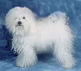 Bichon Bolognez