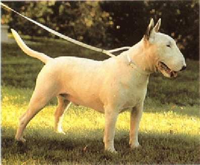 Bullterrier