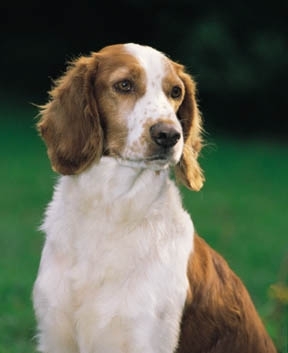 Welsh Springer