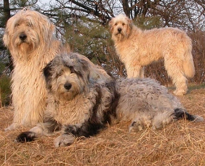 Bergamasco