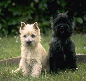 Cairn Terrier