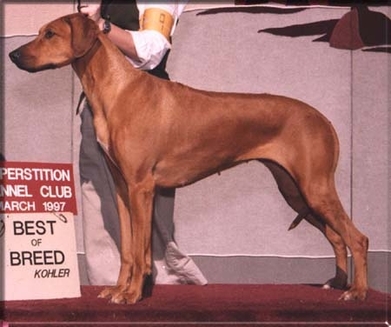 Rhodesian Ridgeback