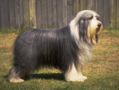 Bearded Collie