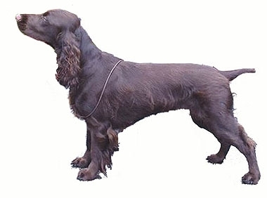 Spaniel-ul de camp