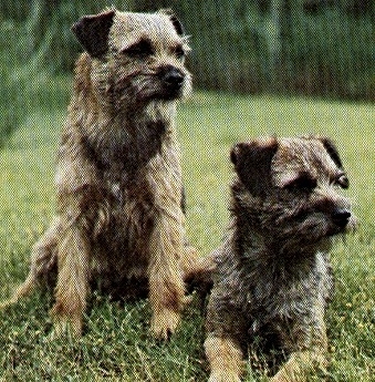 Border Terrier