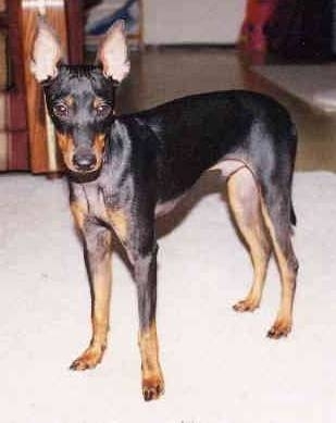 English Toy Terrier