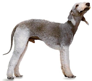 Terrier Bedlington