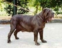 Mastiff Napoletan