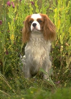 Cavalier Spaniel