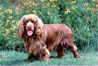 Sussex Spaniel