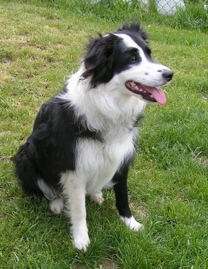 Border Collie