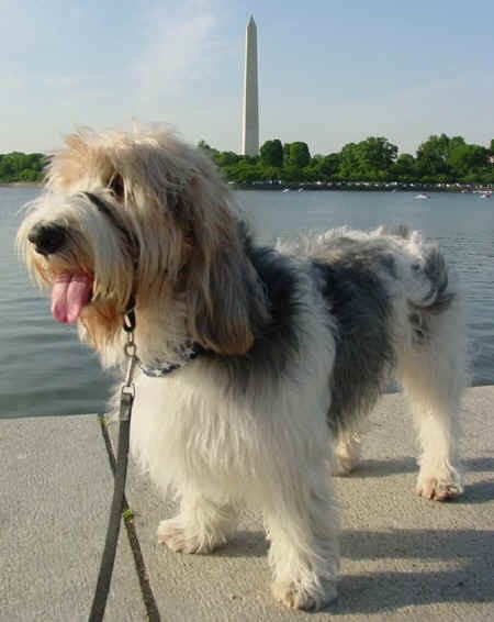 Basset Griffon Vendeen