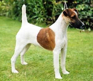 Fox Terrier cu blana intinsa