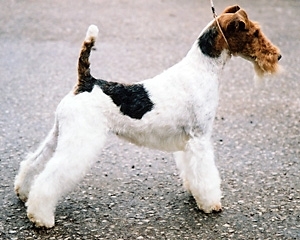 Fox Terrier sarmos