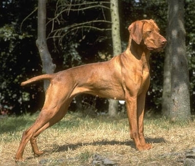 Vizsla Maghiara