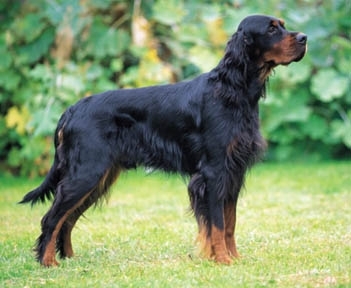 Gordon Setter