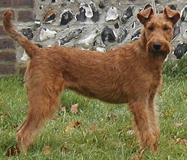 Irish Terrier