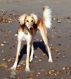 Saluki