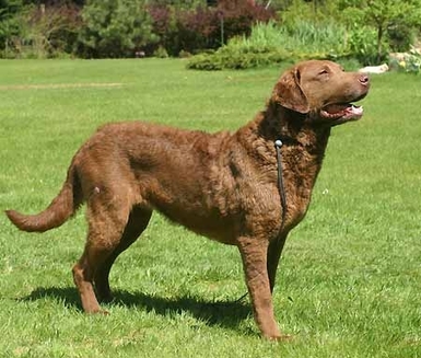 Chesapeake Retriever