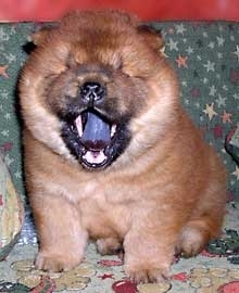 Chow-Chow