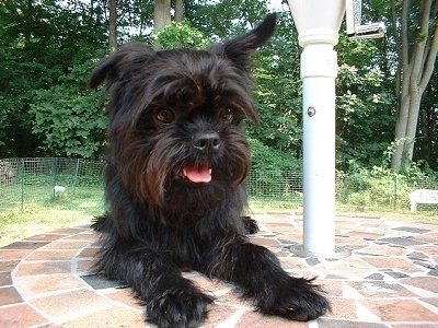 Affenpinscher